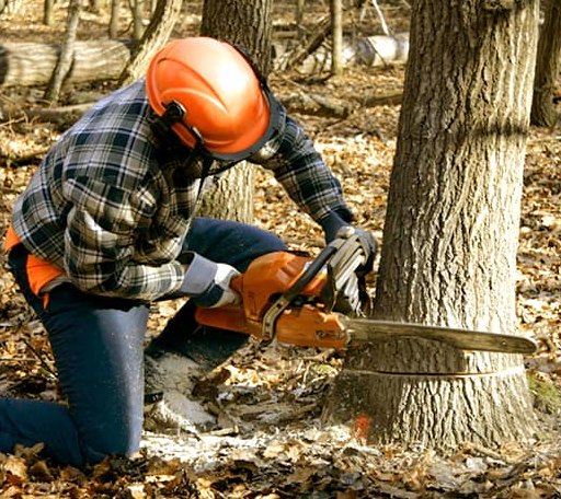 Tree Removal in Albert, OK